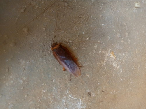 American Cockroach