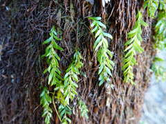 Tmesipteris sigmatifolia
