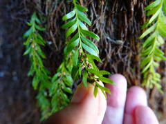 Tmesipteris sigmatifolia