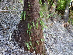 Tmesipteris sigmatifolia