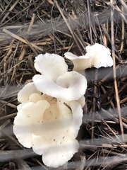 Omphalotus nidiformis