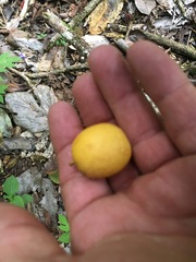 Siphonodon australis