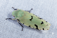 Angucephala freytagi