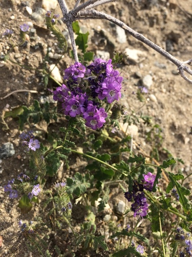 iNaturalist observation photo of Notch-leaf Scorpionweed