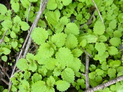 Hesperocnide tenella