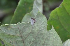 Eicochrysops hippocrates