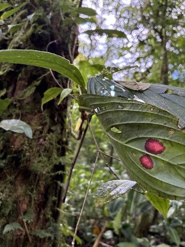 Columnea consanguinea, photograph 3