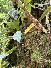 Columnea consanguinea, photograph (c) er-birds, some rights reserved (CC BY)