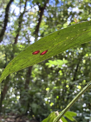 Columnea consanguinea, photograph 5