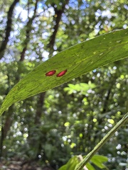 Columnea consanguinea, photograph (c) er-birds, some rights reserved (CC BY)