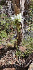 Gentianella stellata