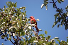 Cardinalis cardinalis