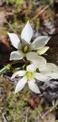 Gentianella stellata