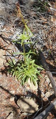 Gentianella stellata