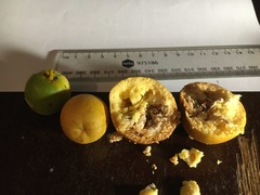 Siphonodon australis