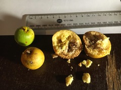 Siphonodon australis