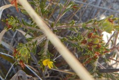 Phyllota remota