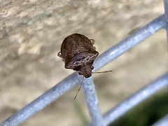 Eysarcoris guttigerus