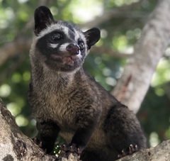 Paradoxurus musangus