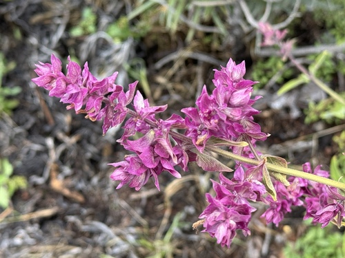 Canary Island sage (Salvia canariensis)