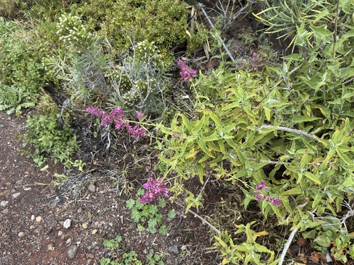 Salvia canariensis, photograph 3