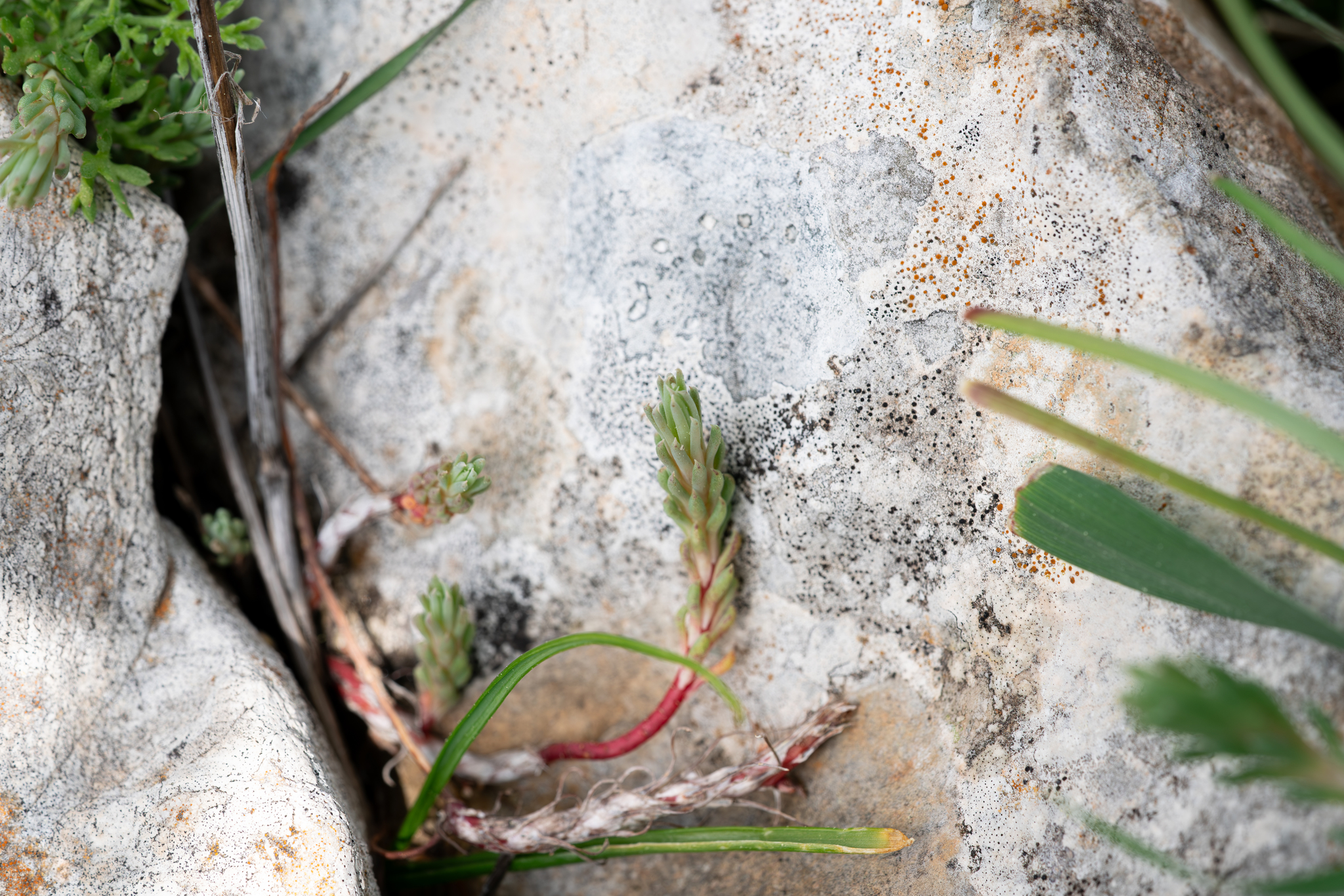 Clasping Stonecrop (Petrosedum amplexicaule)