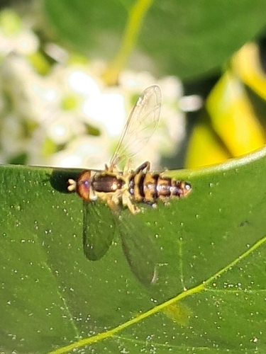 Unknown species found near Hope Mills, NC, USA