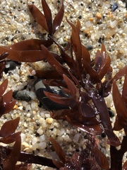 Prionitis lanceolata