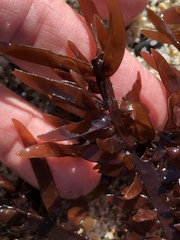 Prionitis lanceolata