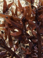 Prionitis lanceolata