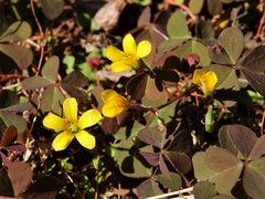 Oxalis corniculata corniculata