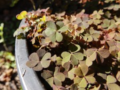 Oxalis corniculata corniculata