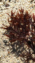 Prionitis lanceolata