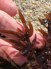 Prionitis lanceolata