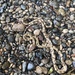 Lesser Sundas Cat Snake - Photo (c) crocfinder, some rights reserved (CC BY-NC)