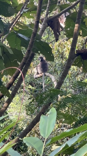 Dusky Leaf Monkey