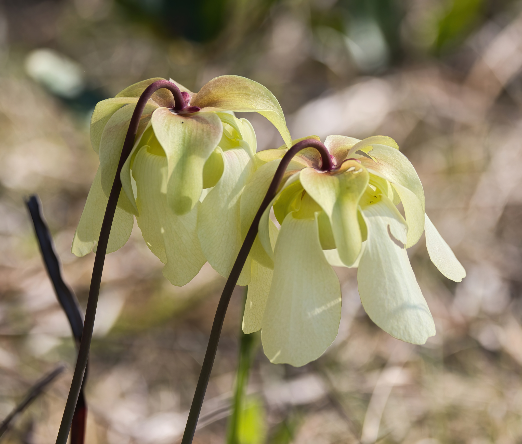 Pale Pitcher Plant (Sarracenia alata)