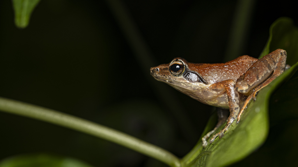 Blommersia transmarina