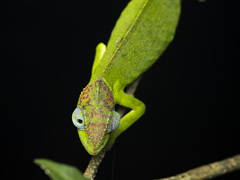 Mayotte Chameleon photo 4
