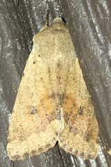 Orthosia pacifica