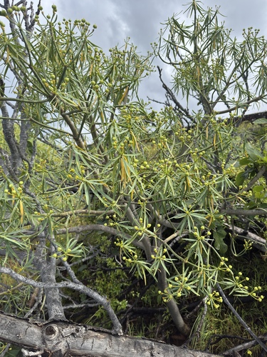 Lamarck's Spurge (Euphorbia lamarckii)
