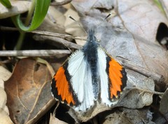 Anthocharis sara sara