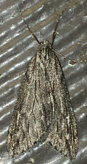 Paleacrita longiciliata