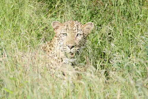 Leopard