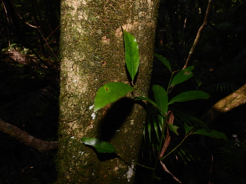 New South Wales Walnut (Endiandra virens)