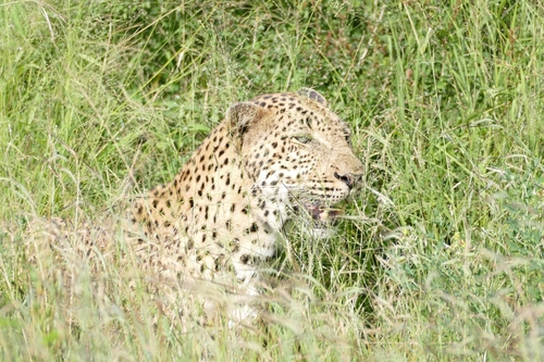 Leopard