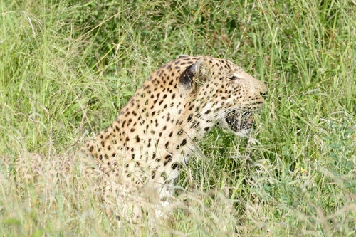 Leopard