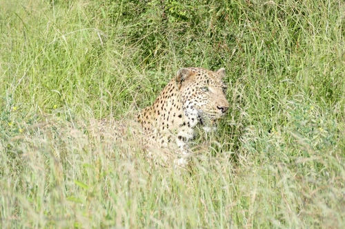 Leopard