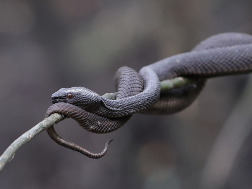 Mangrove Viper