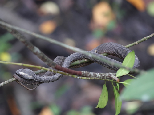 Mangrove Viper